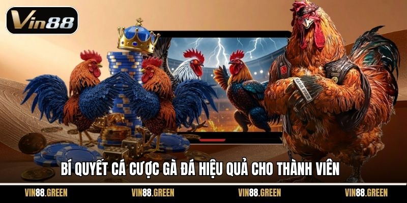 Bí quyết cá cược gà đá hiệu quả cho thành viên