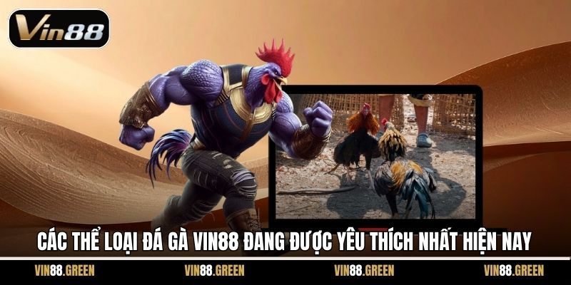 Các thể loại đá gà Vin88 đang được yêu thích nhất hiện nay