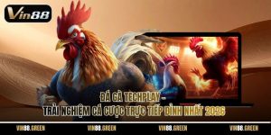 Đá Gà Techplay