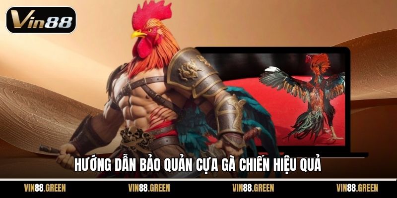Hướng dẫn bảo quản cựa gà chiến hiệu quả